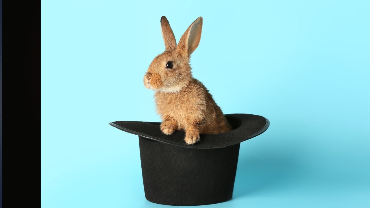 A fluffy brown bunny tucked inside an upside-down black top hat against a robin's egg blue background, like it just hopped out of a magic trick.